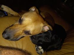 Lost Female Dog last seen Big Swan or Summertown Hwy, Lewis County, TN 38461