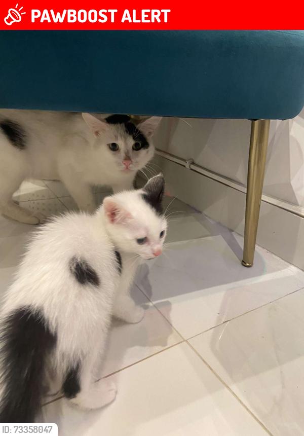 Lost Male Cat last seen Charnwood street door 4 UK, Greater London, England 