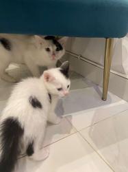Lost Male Cat last seen Charnwood street door 4 UK, Greater London, England 