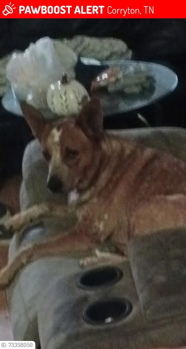 Lost Male Dog last seen EmoryClapps Chapel, Corryton, TN 37721