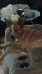 Lost Male Dog last seen EmoryClapps Chapel, Corryton, TN 37721