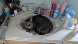 Lost Male Cat last seen McKay & Mantaloking Blvd. Yellow Blinking Light. Fire Station, Brick Township, NJ 08723