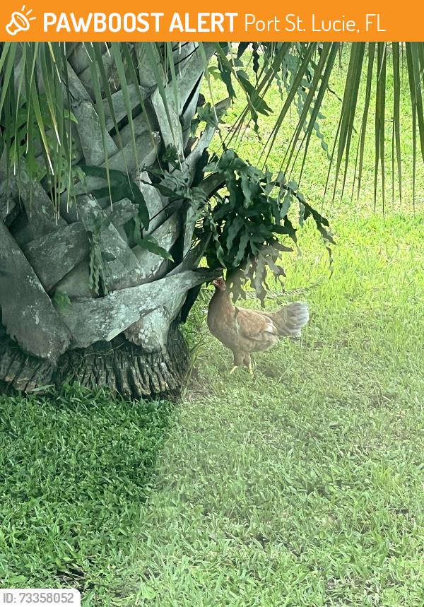 Found/Stray Female Bird last seen Balweg and Alcantarra, Port St. Lucie, FL 34953