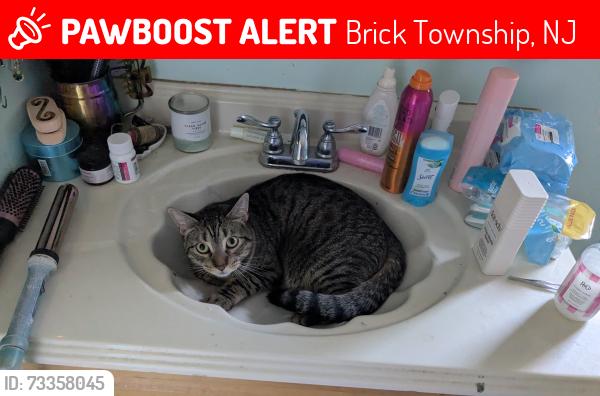 Lost Male Cat last seen McKay & Mantaloking Blvd. Yellow Blinking Light. Fire Station, Brick Township, NJ 08723