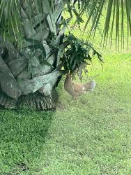 Found/Stray Female Bird last seen Balweg and Alcantarra, Port St. Lucie, FL 34953