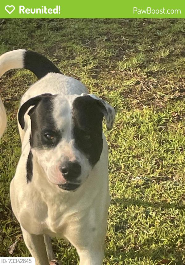 Reunited Male Dog last seen Canaan road, Spartanburg, SC 29306