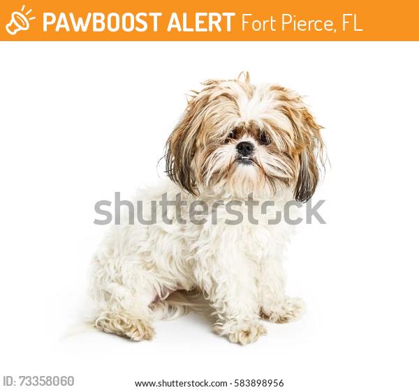 Found/Stray Unknown Dog last seen coolidge, Fort Pierce, FL 34945