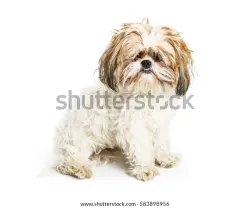 Found/Stray Unknown Dog last seen coolidge, Fort Pierce, FL 34945