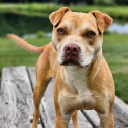 Shelter Stray Female Dog last seen , 328 Furman Hall Rd, Greenville, SC 29609, USA