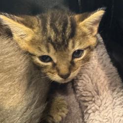 Shelter Stray Male Cat last seen , 5570 Sturmer Park Cir, Winston-Salem, NC 27105, USA