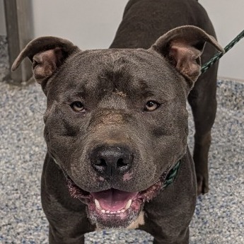 Shelter Stray Male Dog last seen , 328 Furman Hall Rd, Greenville, SC 29609, USA
