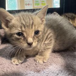 Shelter Stray Male Cat last seen , 5570 Sturmer Park Cir, Winston-Salem, NC 27105, USA