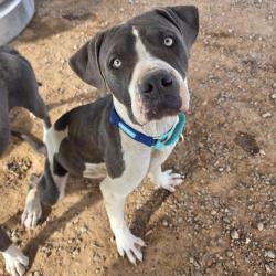 Shelter Stray Male Dog last seen , 1500 Idalia Rd NE, Bernalillo, NM 87004, USA