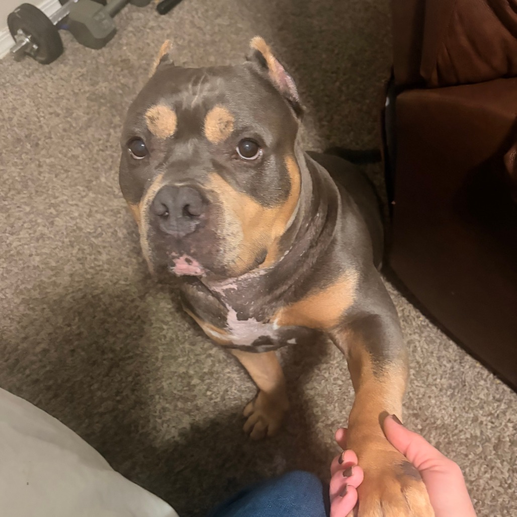 Shelter Stray Male Dog last seen , 2608 Center St, Tacoma, WA 98409, USA