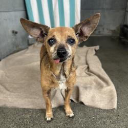 Shelter Stray Female Dog last seen , 361 S Raymond Ave, Pasadena, CA 91105, USA