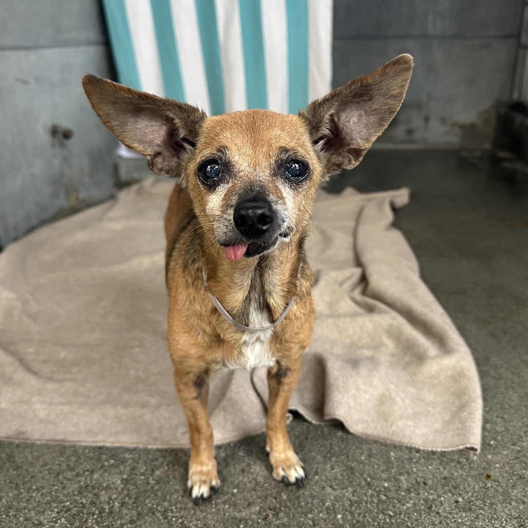 Shelter Stray Female Dog last seen , 361 S Raymond Ave, Pasadena, CA 91105, USA