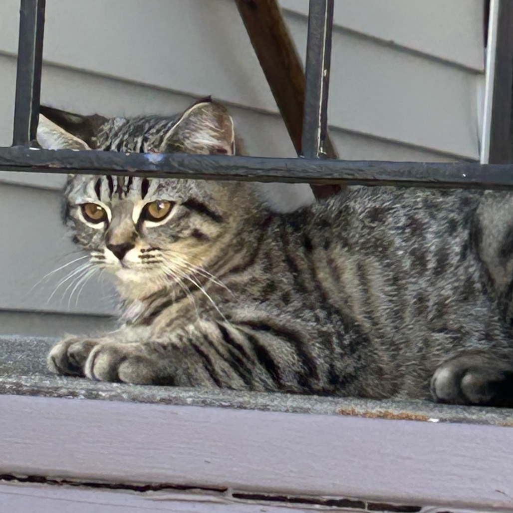 Shelter Stray Male Cat last seen , 2608 Center St, Tacoma, WA 98409, USA