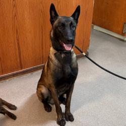 Shelter Stray Male Dog last seen , 361 S Raymond Ave, Pasadena, CA 91105, USA