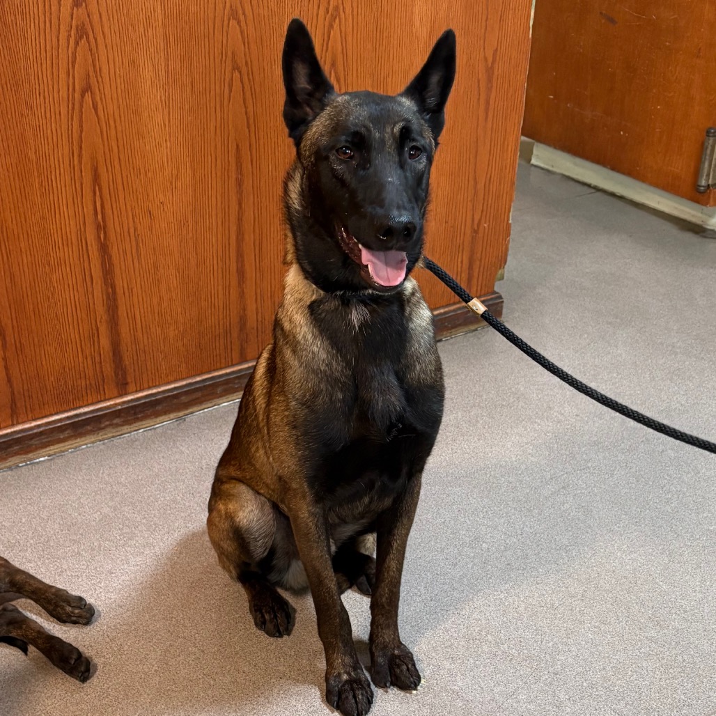 Shelter Stray Male Dog last seen , 361 S Raymond Ave, Pasadena, CA 91105, USA
