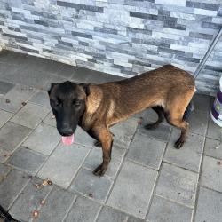 Shelter Stray Female Dog last seen , 361 S Raymond Ave, Pasadena, CA 91105, USA