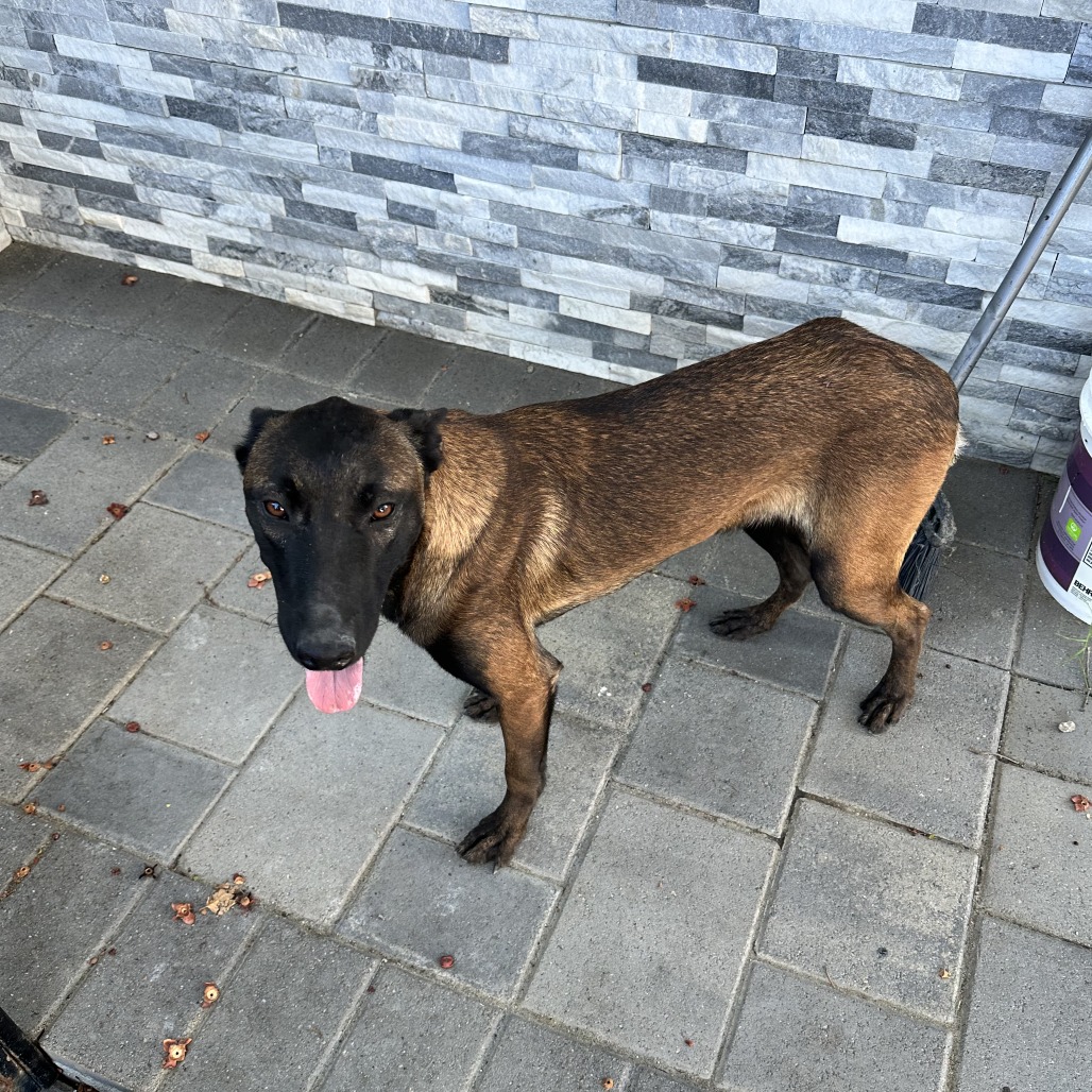Shelter Stray Female Dog last seen , 361 S Raymond Ave, Pasadena, CA 91105, USA