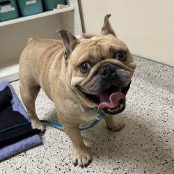 Shelter Stray Male Dog last seen , 361 S Raymond Ave, Pasadena, CA 91105, USA