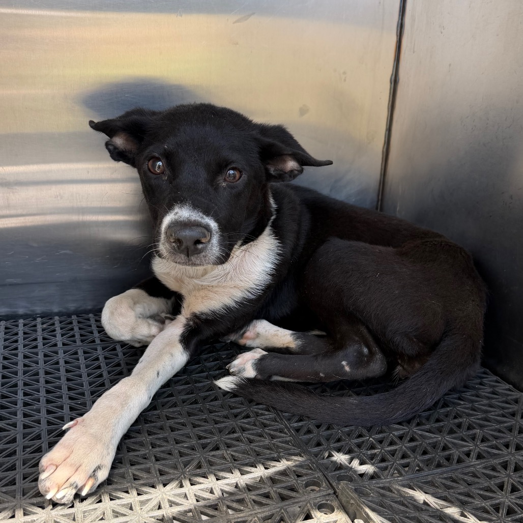 Shelter Stray Female Dog last seen , 2350 Appling City Cove, Memphis, TN 38133, USA