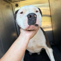 Shelter Stray Male Dog last seen , 2350 Appling City Cove, Memphis, TN 38133, USA
