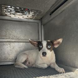 Shelter Stray Female Dog last seen , 2451 N Expressway 281, Edinburg, TX 78541, USA