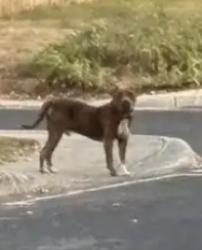 Found/Stray Unknown Dog last seen Hausman Road, San Antonio, TX 78249