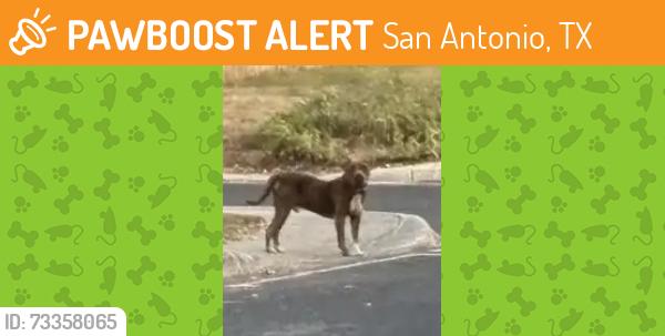 Found/Stray Unknown Dog last seen Hausman Road, San Antonio, TX 78249