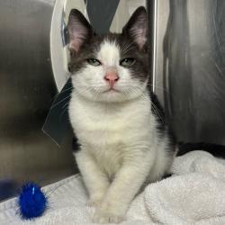 Shelter Stray Male Cat last seen , 4575 E Mesquite Ave, Palm Springs, CA 92264, USA