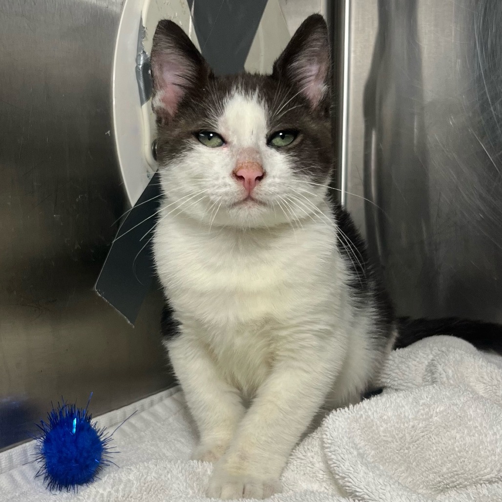 Shelter Stray Male Cat last seen , 4575 E Mesquite Ave, Palm Springs, CA 92264, USA