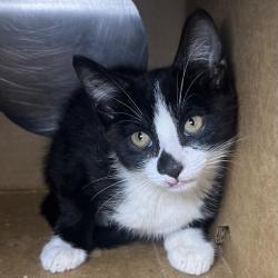 Shelter Stray Male Cat last seen , 4575 E Mesquite Ave, Palm Springs, CA 92264, USA