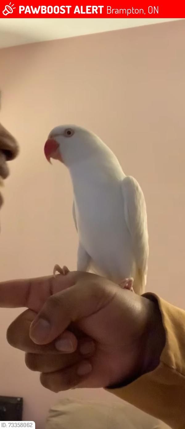 Lost Male Bird last seen Mountain ash middle school last spotted, Brampton, ON 
