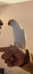 Lost Male Bird last seen Mountain ash middle school last spotted, Brampton, ON 