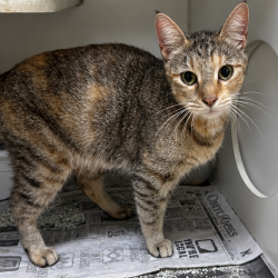 Shelter Stray Female Cat last seen , 901 N Haverty St, Pine Bluff, AR 71601, USA