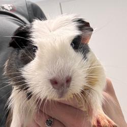 Shelter Stray Female Other last seen , 3607 N Armenia Ave, Tampa, FL 33607, USA
