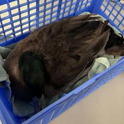 Shelter Stray Male Other last seen , 5801 Graye Ln, Caldwell, ID 83607, USA