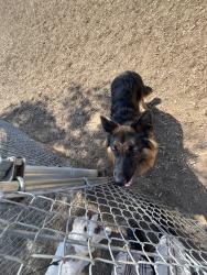 Found/Stray Unknown Dog last seen in the dog park, San Diego, CA 92104