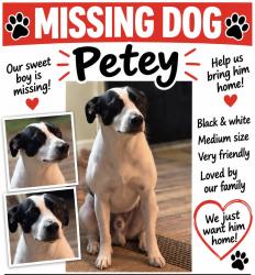 Lost Male Dog last seen Airline Road Anderson SC, Anderson County, SC 29624