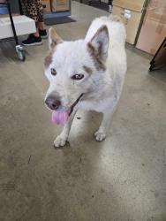 Found/Stray Unknown Dog last seen Don Julian, Avocado Heights, CA 91746