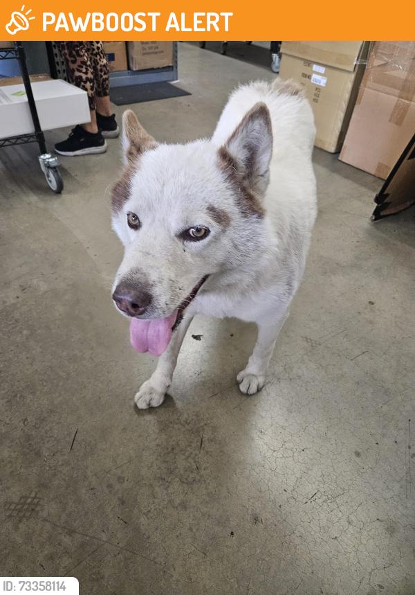 Found/Stray Unknown Dog last seen Don Julian, Avocado Heights, CA 91746