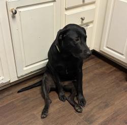 Reunited Female Cat last seen Union Road area, Flowery Branch, GA 30542