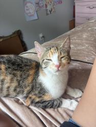 Lost Female Cat last seen Camino Verde in Temecula, Temecula, CA 92591