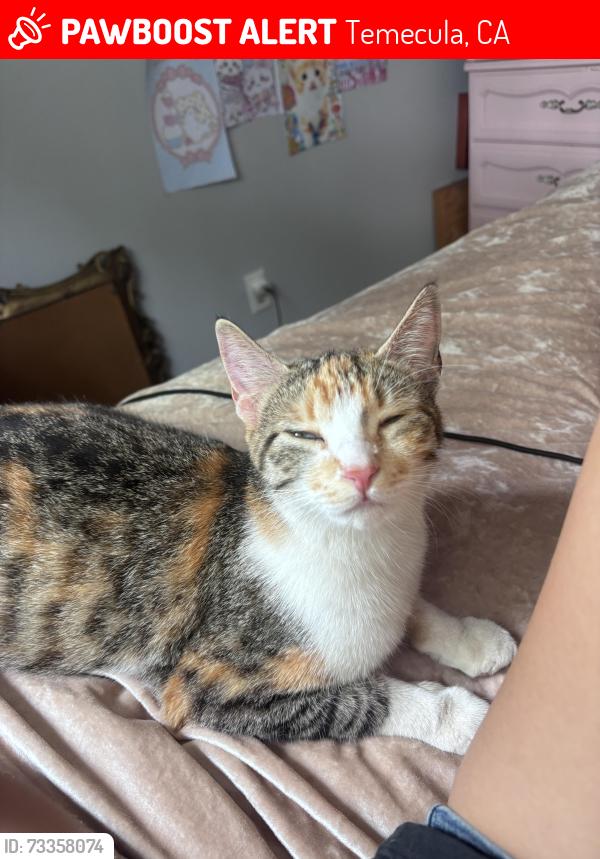 Lost Female Cat last seen Camino Verde in Temecula, Temecula, CA 92591