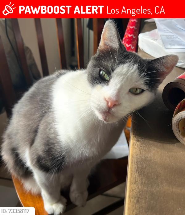 Lost Male Cat last seen Woodley and rinaldi Swinton ave, Los Angeles, CA 91344