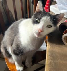 Lost Male Cat last seen Woodley and rinaldi Swinton ave, Los Angeles, CA 91344