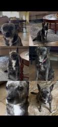 Lost Female Dog last seen Island drive, Miramar, FL 33023