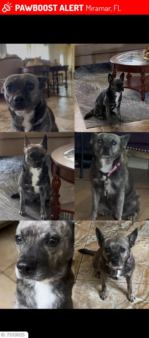 Lost Female Dog last seen Island drive, Miramar, FL 33023